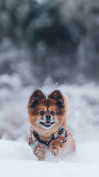 立冬 狗狗如何保健