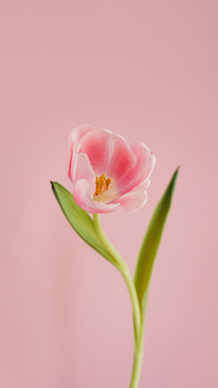 Elegant Pink Tulip Blooming with Green Leaves