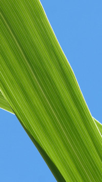 international_plant (2)