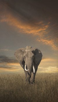 elephants 68