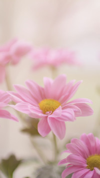 Mother Earth (10)