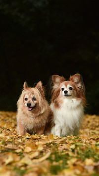 爱宠生病几大表现