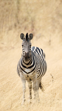 Black and white stripes are foolishly indistinguishable