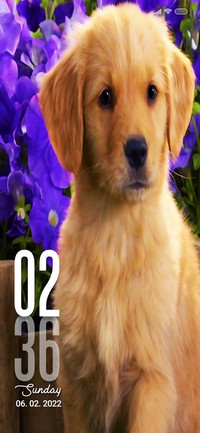 Puppy Sep