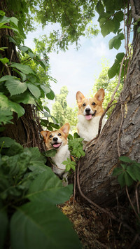 What dogs hate 6