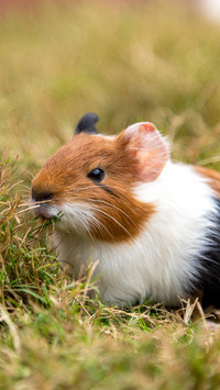 A lovely dutch pig