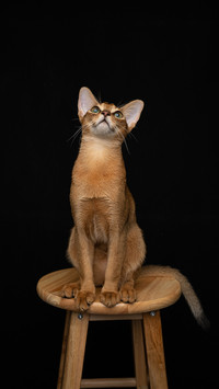 The benefits of raising cats for children