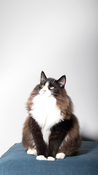 Portrait of beautiful black and white long-haired
