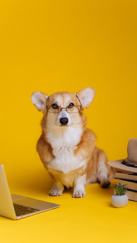 Do you oppose keeping dogs in the city