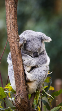 Lovely Koala Bear Sleeping in A Tree