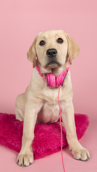 What is Dogs Favorite Music 2