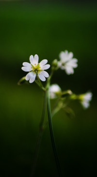 Macro Photography (25)