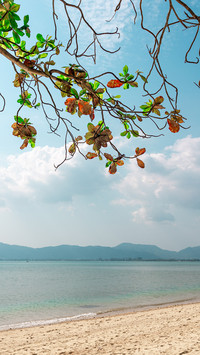 The natural scenery and plants by the seaside