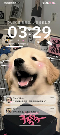 ins粉墨发财金毛