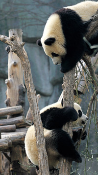Lovely animals-01
