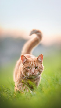 Serious ginger cat  on a background of summer sunset