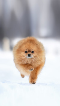 Pomeranian Spitz running in winter outdoors