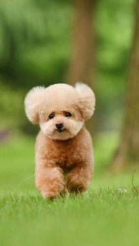 What to do if I cant walk my dog