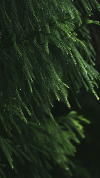 Branches hanging with raindrops