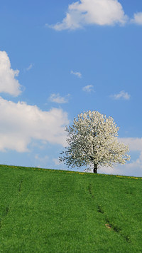 Green grass and blue sky