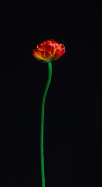 Floral B1