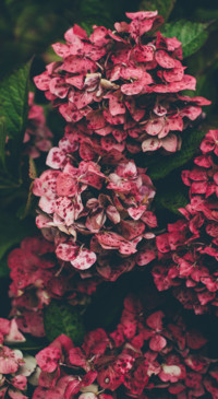 Floral B1 (32)