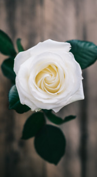 Floral B1 (34)