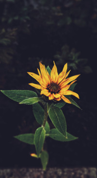 Floral B1 (12)