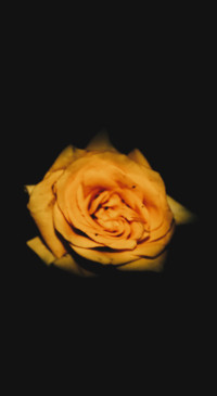 Floral B1 (23)