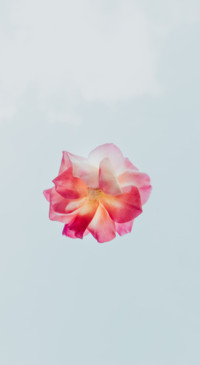 Floral B1 (2)