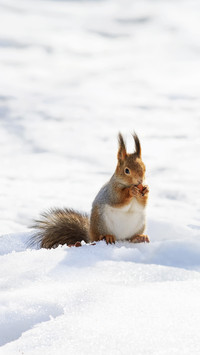 Beautiful Fluffy Squirrel Eating Nuts on White Snow