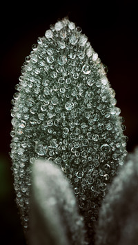 PAIXIN-plant (6)