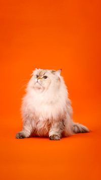 A cats brain processes information faster than that of an