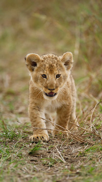 Cold knowledge about lions 98