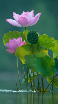 Lotus