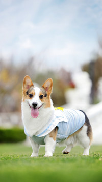 How to improve both pets and epidemic prevention 28