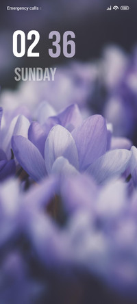 Crocus Purple