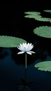 Pure White Lotus Blossoming Quietly in the Pond