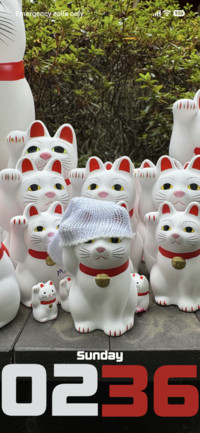 White Cats