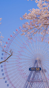 Cherry blossoms in splendor