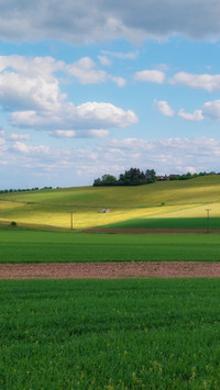 Field sunset
