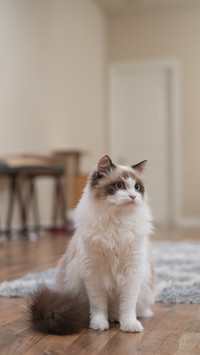把猫咪随便送养的后果