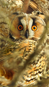 Owl You Need (4)