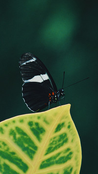 animal (2)