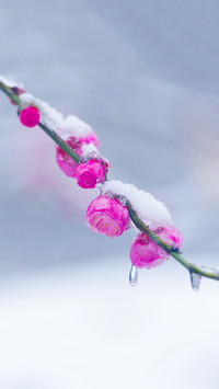 梅花香自苦寒来-拍信图库