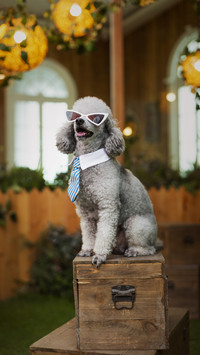 Keeping a dog can reveal the owners personality