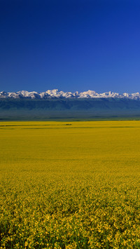 Mongolian grasslands