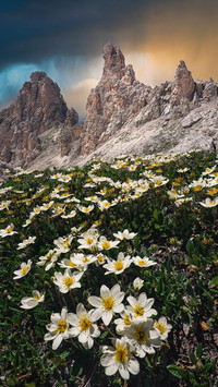 Blooming flowers and plants