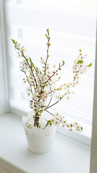 Branch of cherry blossoms with white flowers in vase