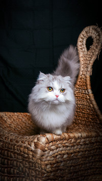 Short legged cats become new favorites